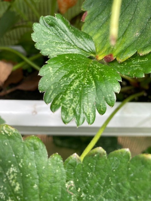 Strawberry leaf stippling due to thrips