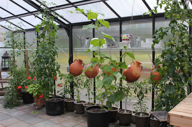 tomatoes growing in a greenhouse