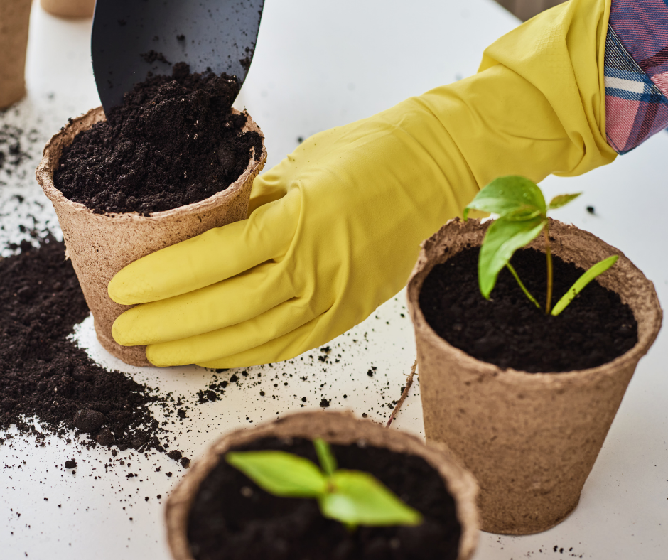 potting soil being placed in compostable pots