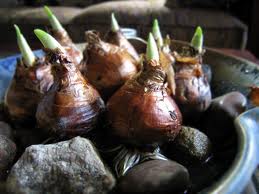 bulbs growing in a bowl