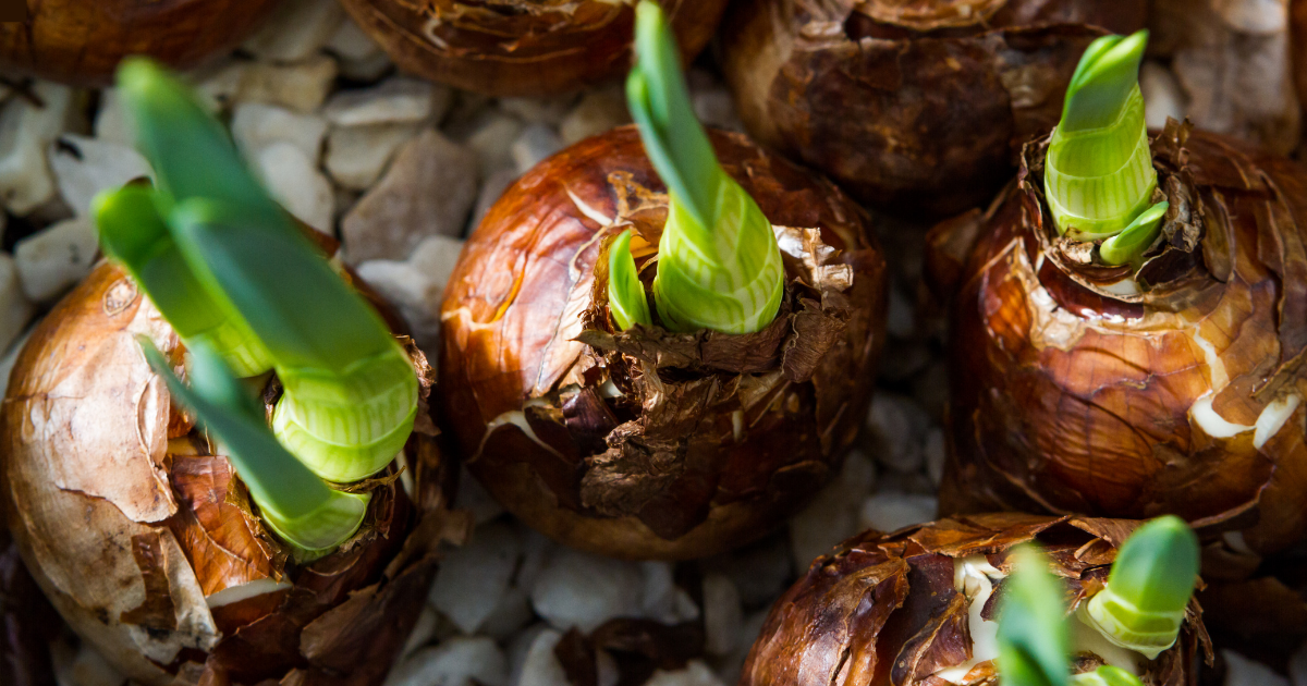 paperwhite bulbs 