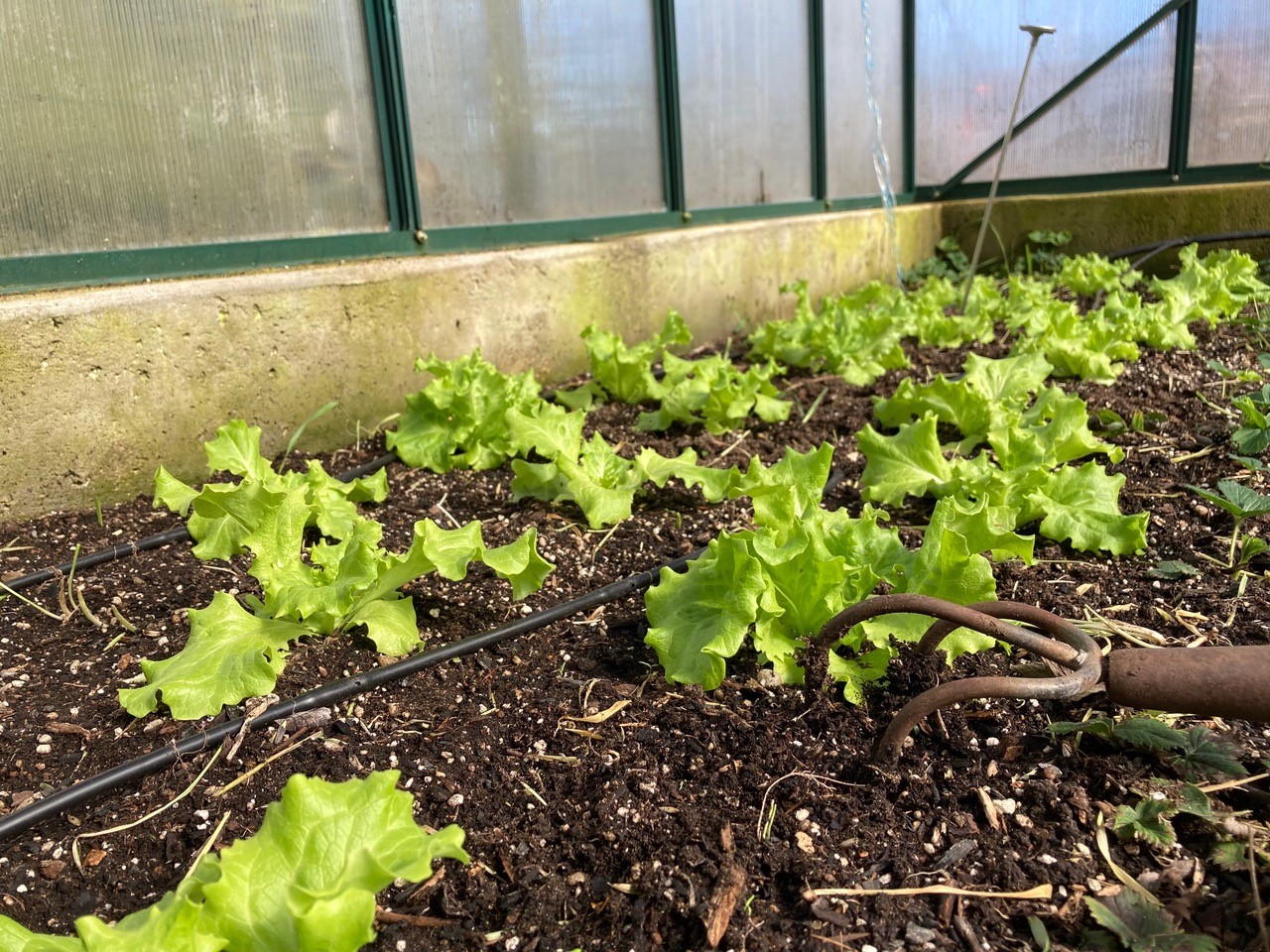 Lettuce is planted and irrigated between tiny cauliflower seedlings in March