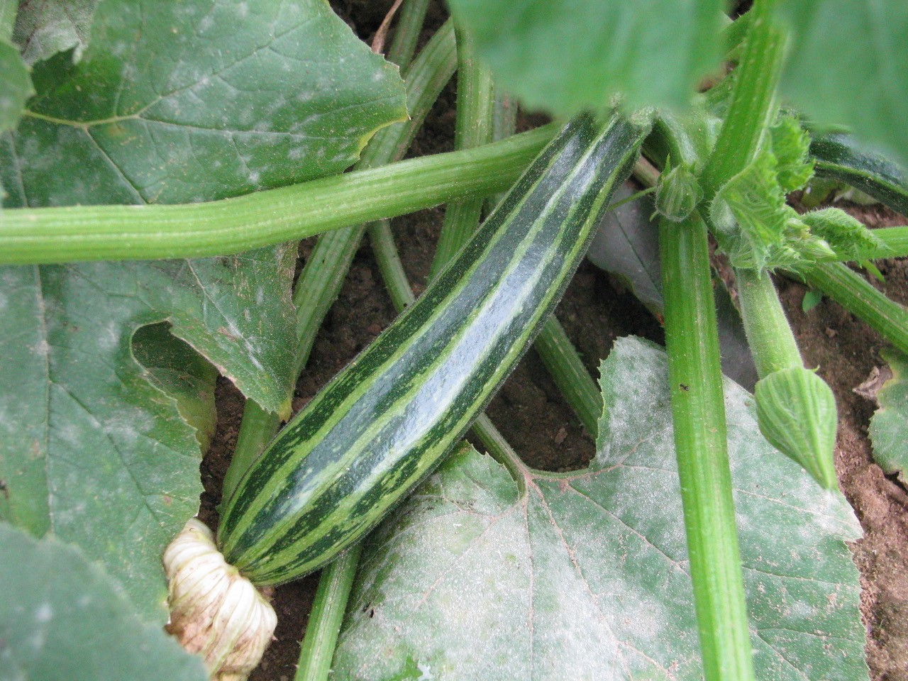 Cucumber growing on vine