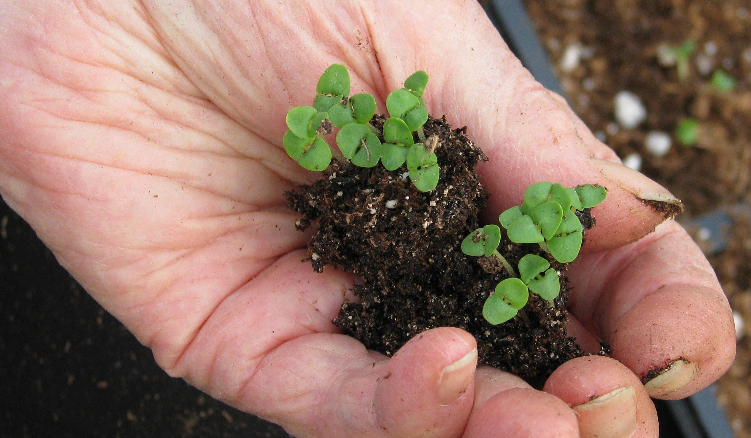 seedlings in greenhouse 