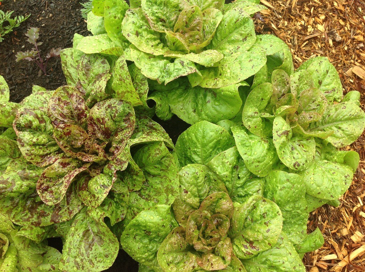 Speckled Lettuce