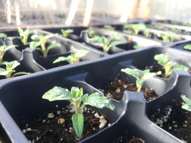 Tomato starts getting ready to move into the greenhouse in early spring