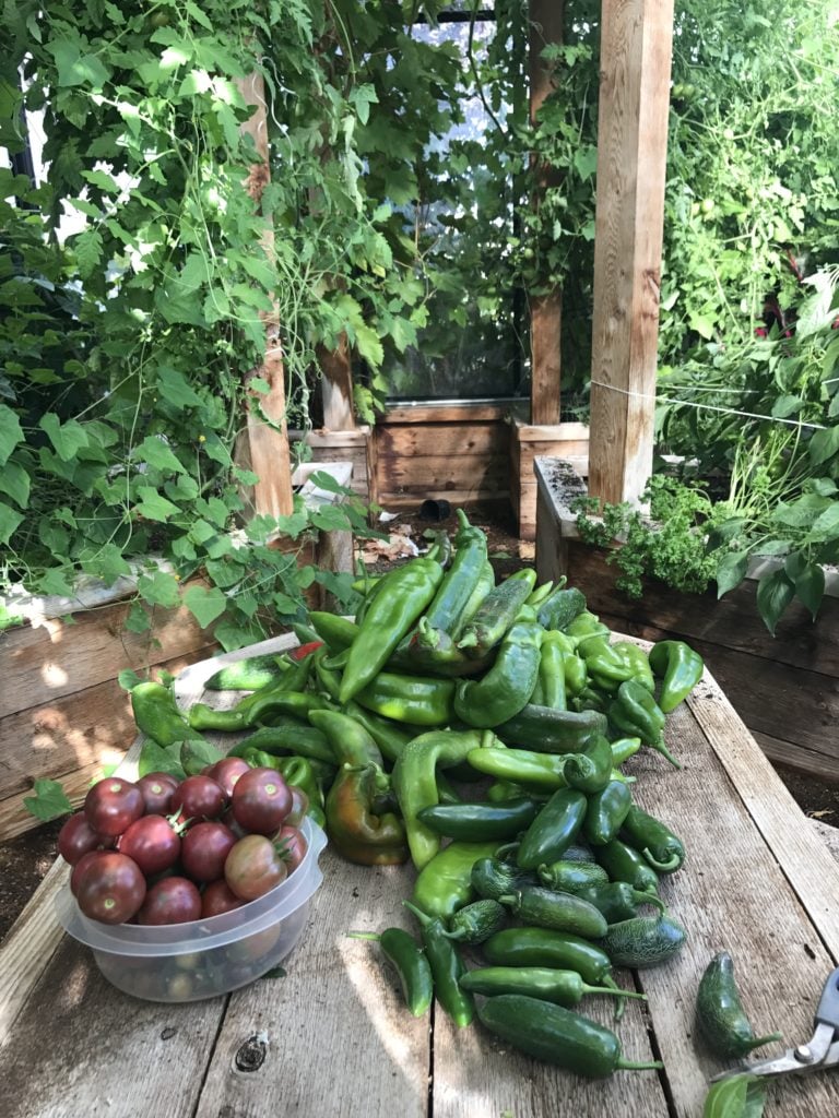 Bowl of Vegetables in garden